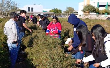 UTE impulsa la diversificación agrícola en Sonora con proyectos de innovación en chiltepín