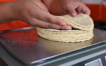Gobierno amplía red de distribución de maíz para estabilizar precio de tortilla