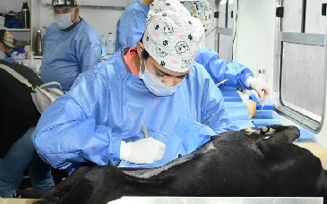 Supera Gobierno de Hermosillo las 50 mil castraciones caninas y gatunas en 2026