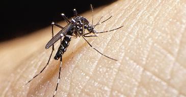 Dengue y cambio climático