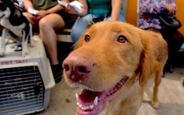 Invitan a jornada gratuita de baños antigarrapatas y consultas para mascotas en Altares
